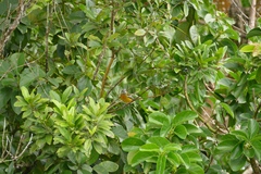 Spindalis nigricephala