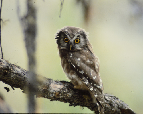 Boreal Owl