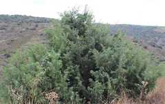 Juniperus oxycedrus oxycedrus
