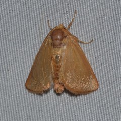 Apoda y-inversa