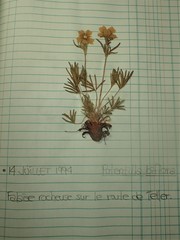 Potentilla biflora