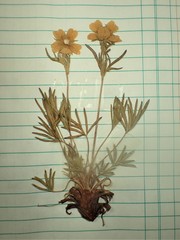 Potentilla biflora