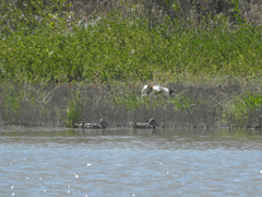 Marmaronetta angustirostris