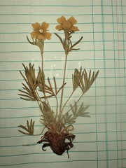 Potentilla biflora