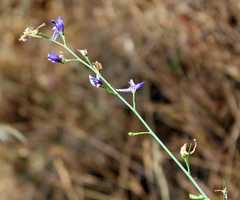 Delphinium halteratum
