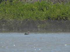 Marmaronetta angustirostris