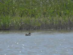 Marmaronetta angustirostris