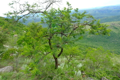 Vachellia natalitia