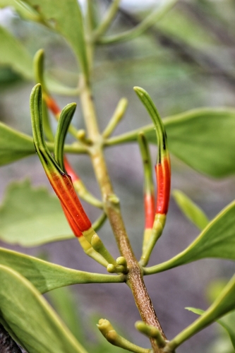 Image of Lysiana spathulata by (c) Michael Somerville, some rights reserved (CC BY-SA)