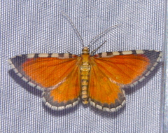 Stamnodes tessellata