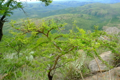 Vachellia natalitia