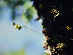 Bulbophyllum herbula