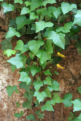 Moroccan Ivy (Hedera maroccana)