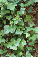 Hedera maroccana, photograph (c) Oleg Kosterin, some rights reserved (CC BY)