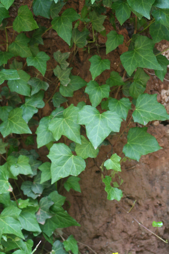 Hedera maroccana, photograph 3