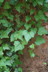Hedera maroccana, photograph (c) Oleg Kosterin, some rights reserved (CC BY)