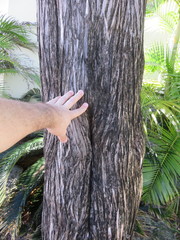 Juniperus bermudiana