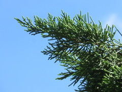 Juniperus bermudiana
