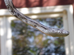 Image of Pantherophis spiloides
