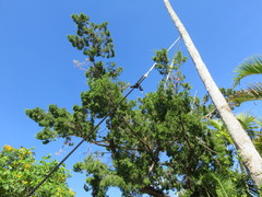 Juniperus bermudiana
