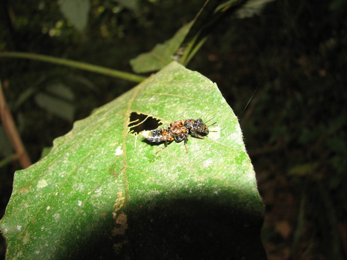 Staphylinidae image