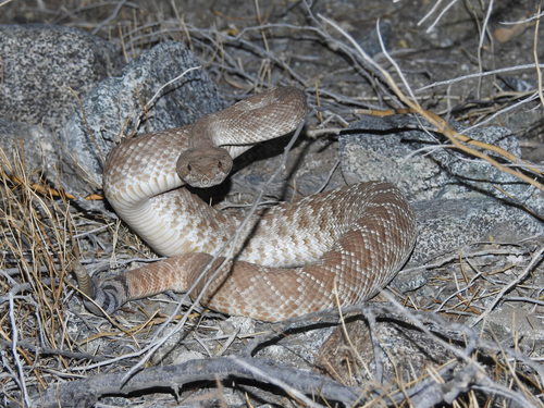 iNaturalist observation photo of Red Diamond Rattlesnake