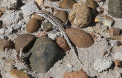 Liolaemus boulengeri