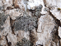 Phaeophyscia endophoenicea