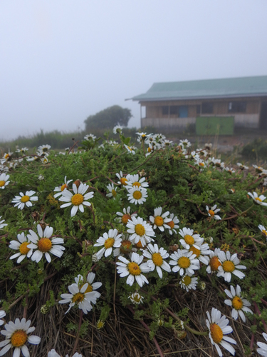 Anthemis tigreensis image