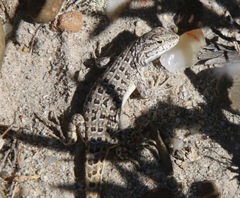 Liolaemus boulengeri