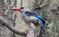 Halcyon senegaloides