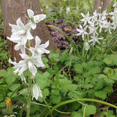 Ornithogalum nutans