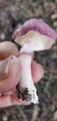 Lepiota decorata