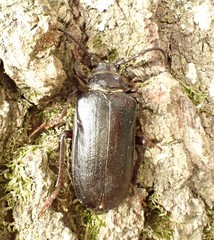 Prionus coriarius