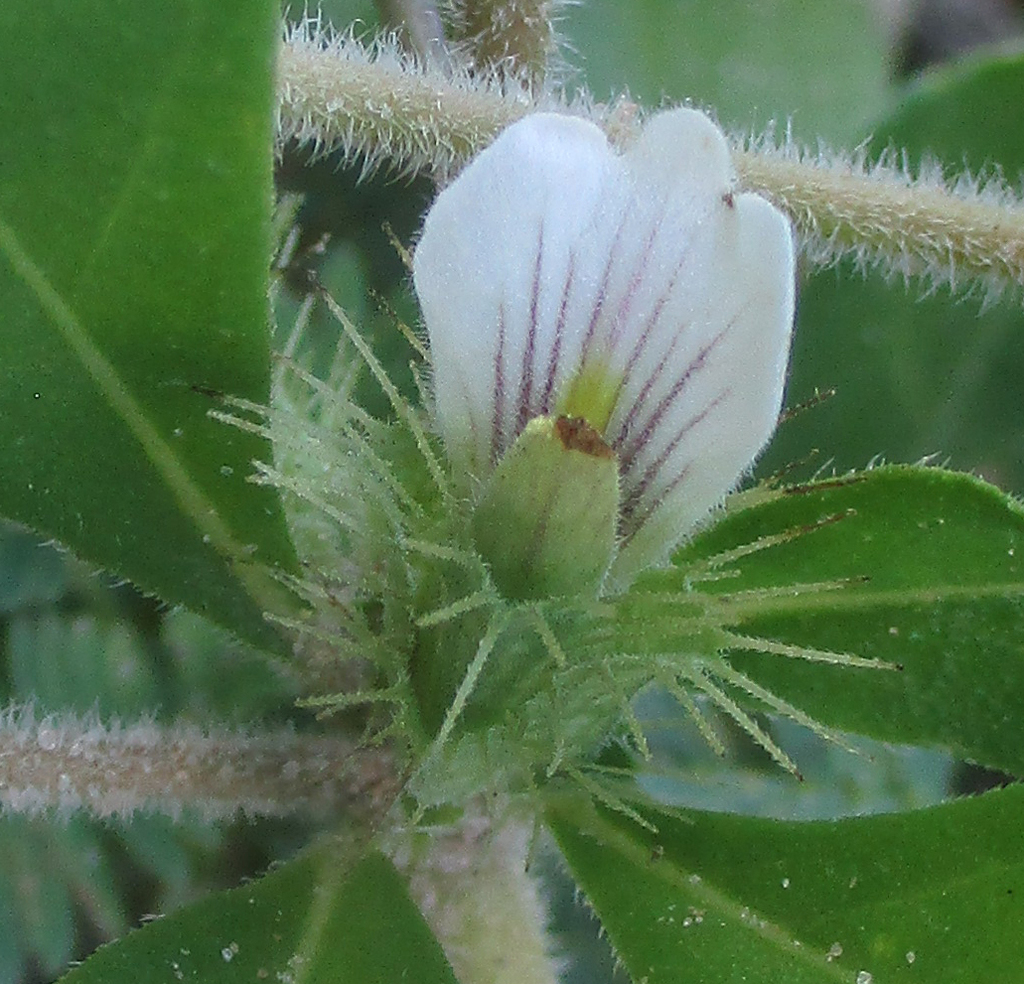 Tai ria (Blepharis maderaspatensis)