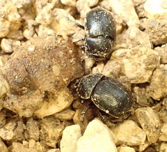 Anoplotrupes stercorosus