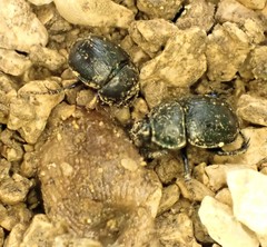 Anoplotrupes stercorosus