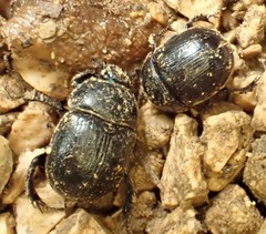 Anoplotrupes stercorosus