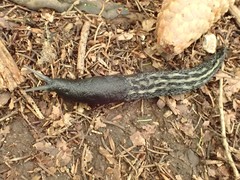 Limax cinereoniger