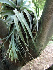 Tillandsia gardneri