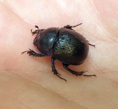 Anoplotrupes stercorosus