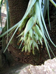 Tillandsia gardneri