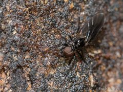 Dilophus serotinus