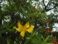 Hypericum revolutum