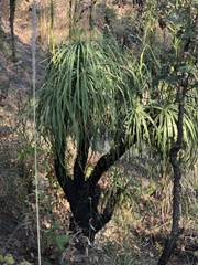 Nolineae