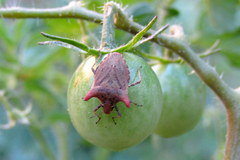 Euschistus cornutus