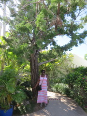 Juniperus bermudiana