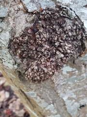 Neonectria ditissima