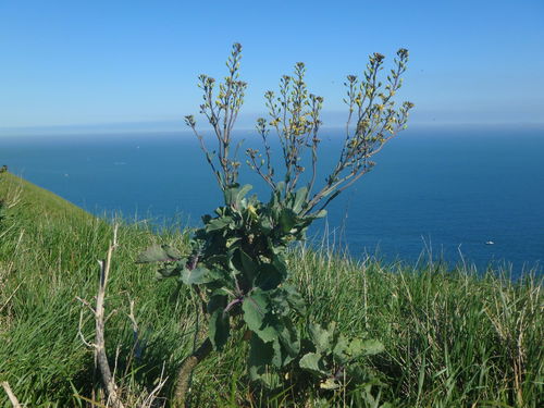 Brassica oleracea — photo 3