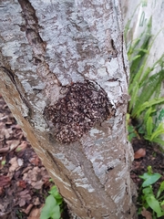 Neonectria ditissima